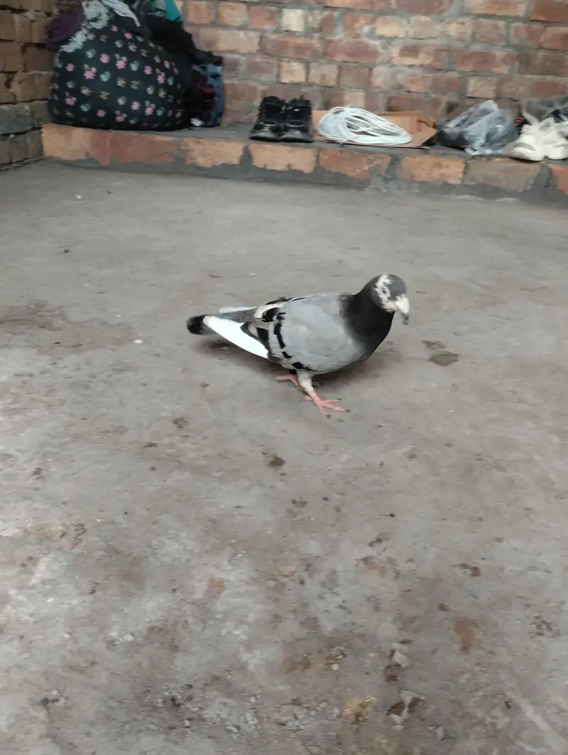 sherazi pigeons available — photo 7