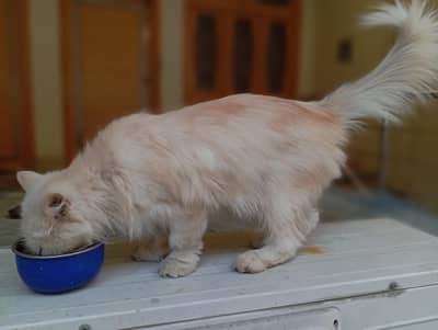 Beautiful Persian cat