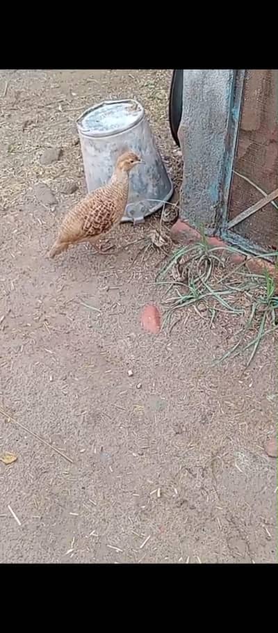 dhkni and Irani chicks