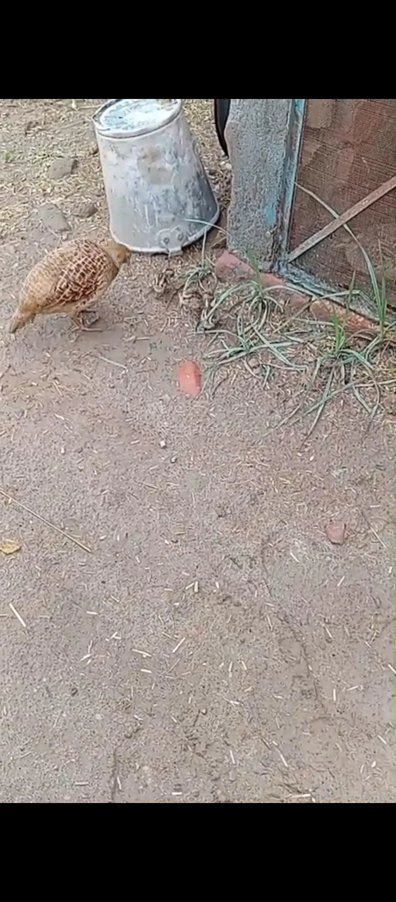 dhkni and Irani chicks — photo 2