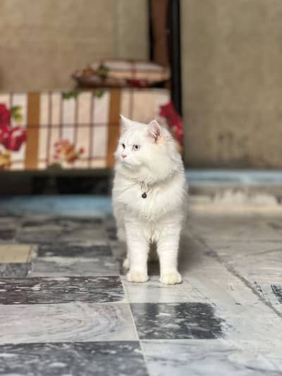 3 coted persian