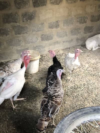 For sale contact inbox Location Karachi Gulistan Johar