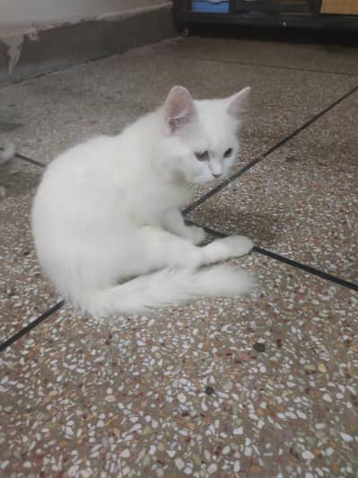 Persian kitten triple coat