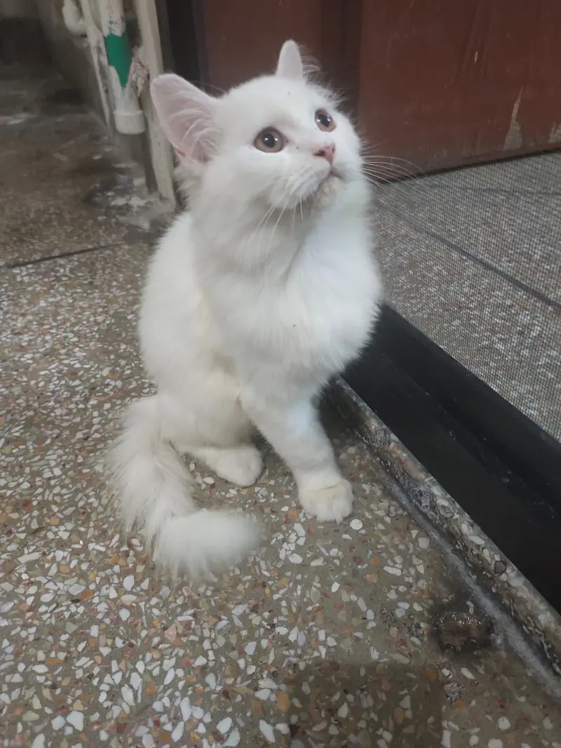Persian kitten triple coat — photo 2