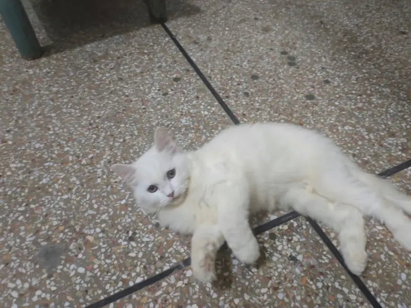 Persian kitten triple coat — photo 3