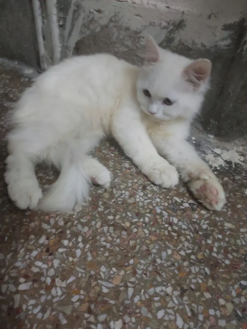 Persian kitten triple coat — photo 4