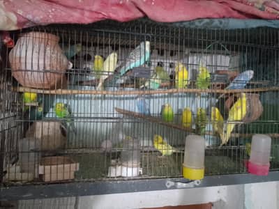 australian parrot