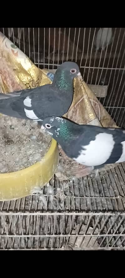 Mainadagh Gandedar Pair For Sale
