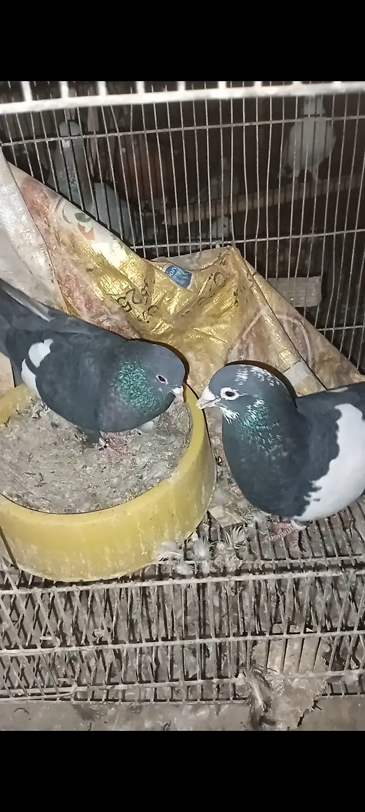 Mainadagh Gandedar Pair For Sale — photo 2