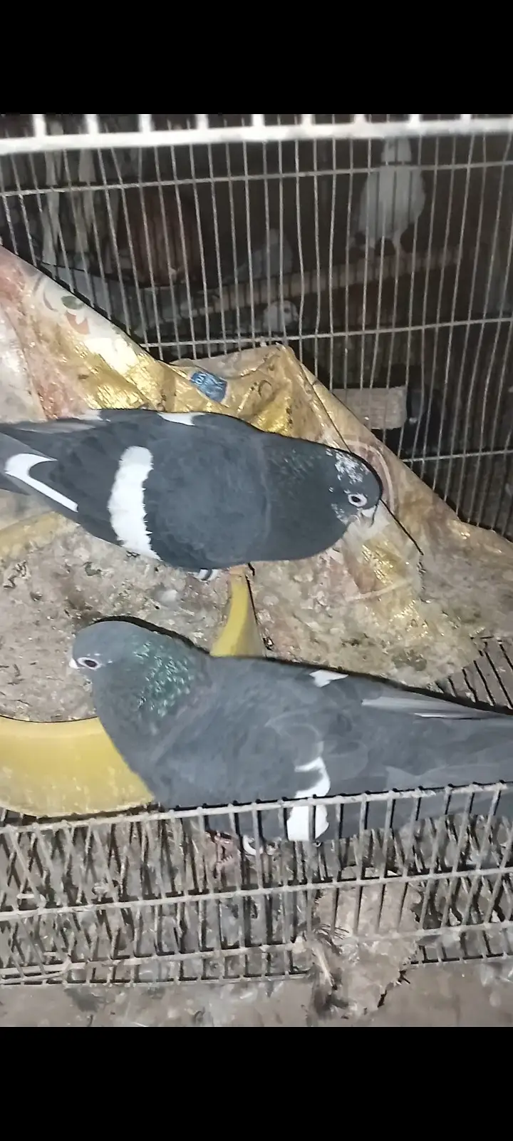 Mainadagh Gandedar Pair For Sale — photo 5