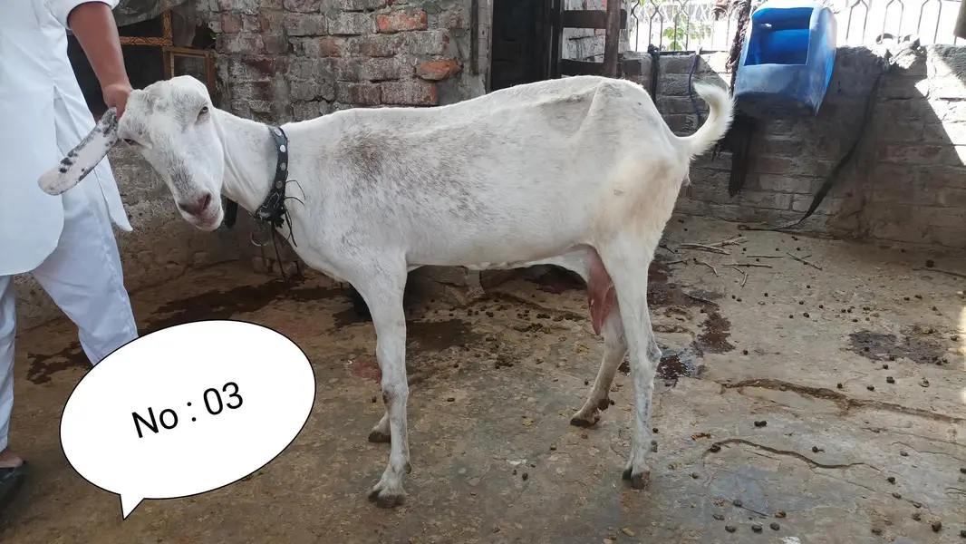 Bakray Bakriyan For Sale — photo 6