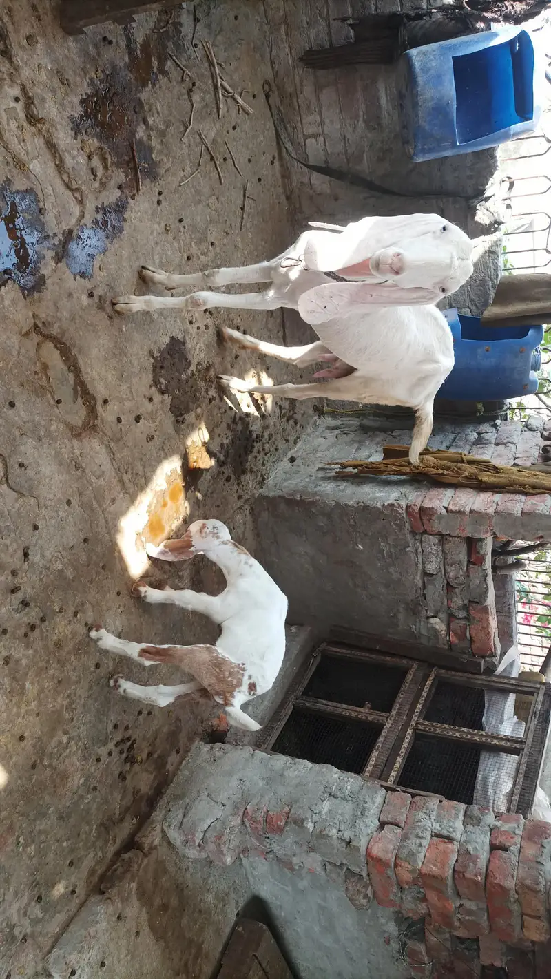 Bakray Bakriyan For Sale — photo 8