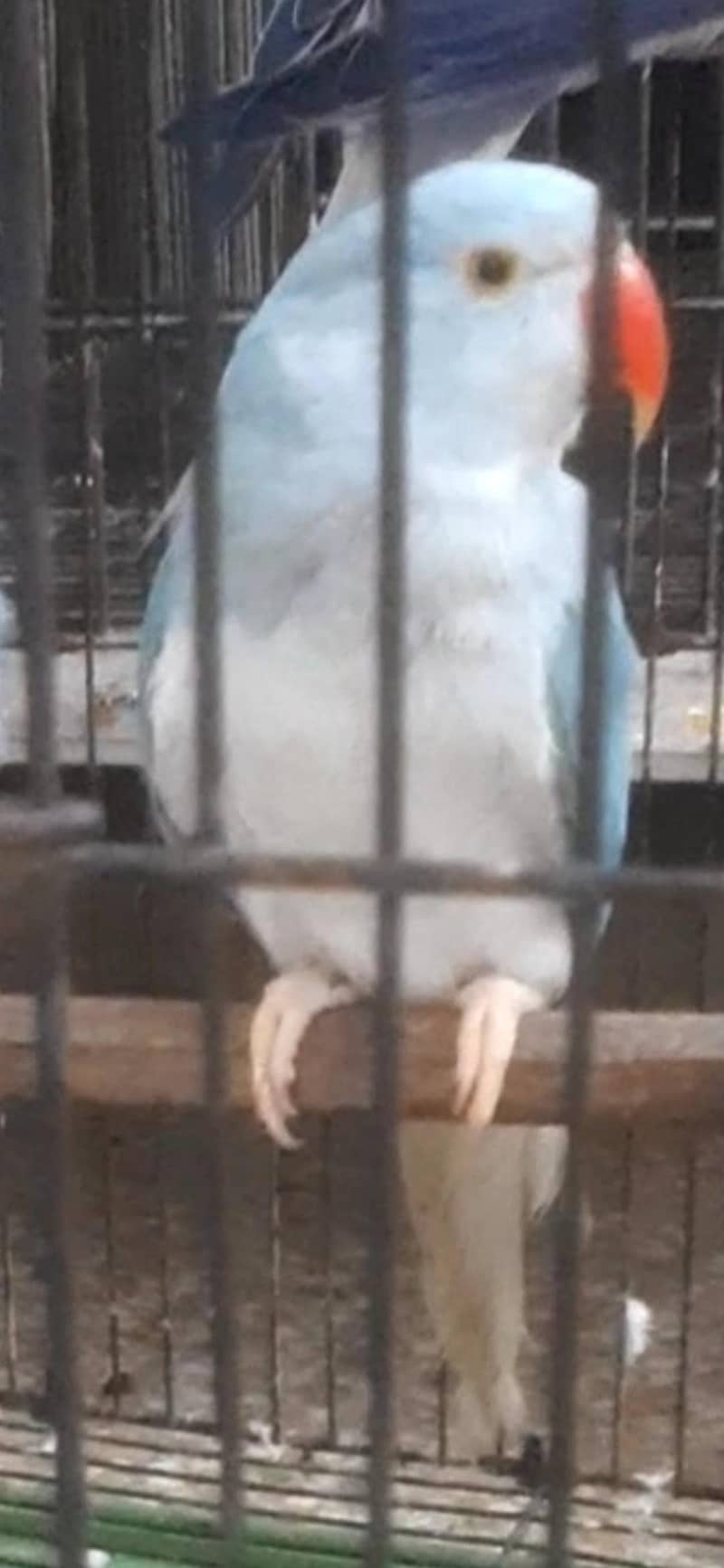 Blue CT 0