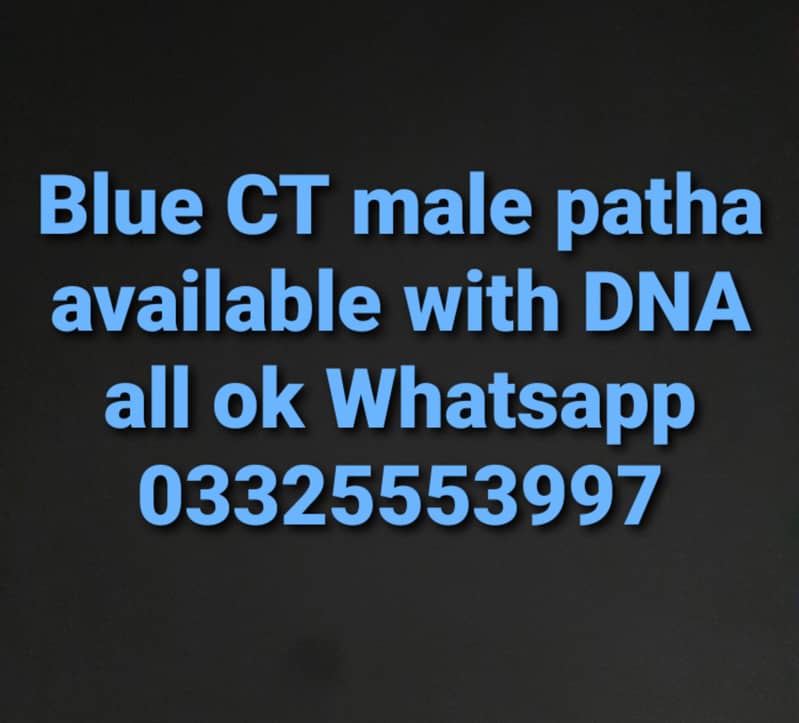 Blue CT 1