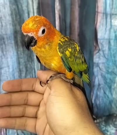 sun conure pair