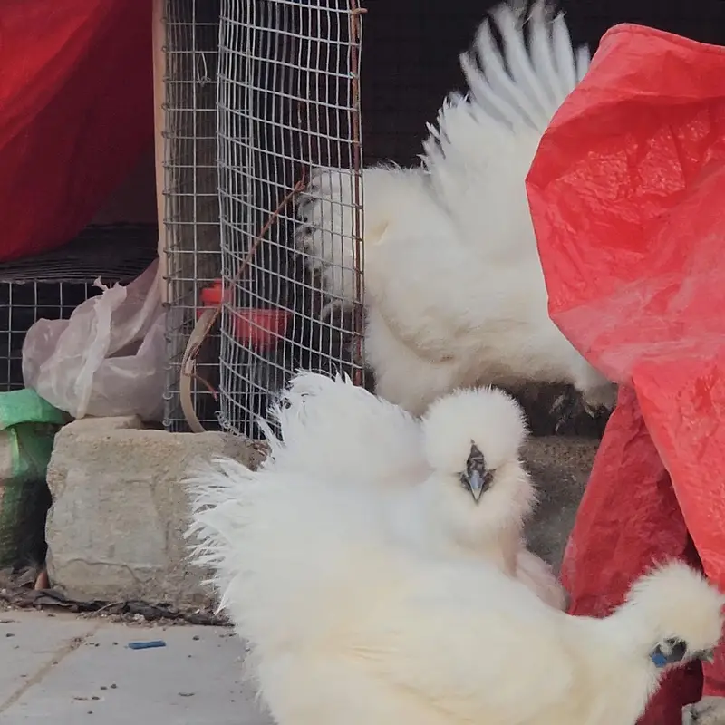 fancy hens chicks buff cochin black blue silkie Sebright — photo 2