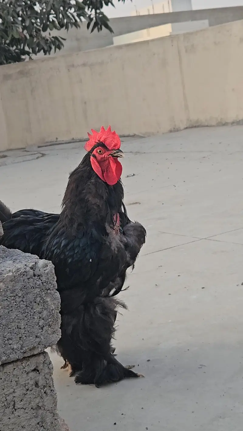 fancy hens chicks buff cochin black blue silkie Sebright — photo 3