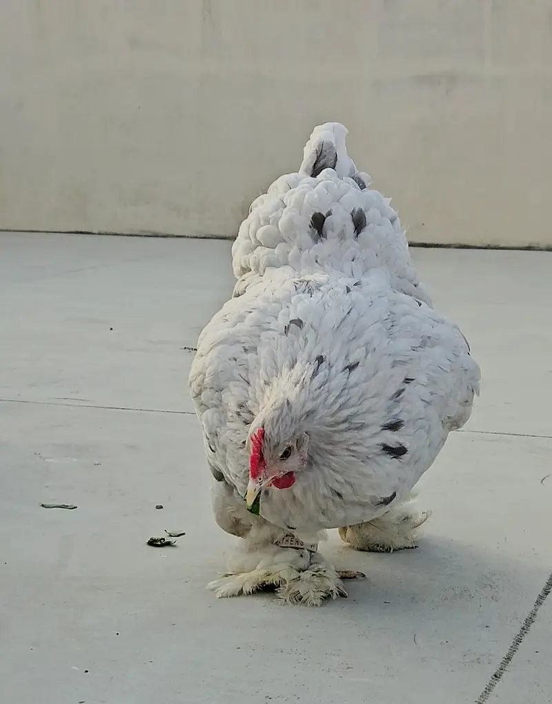 fancy hens chicks buff cochin black blue silkie Sebright — photo 6