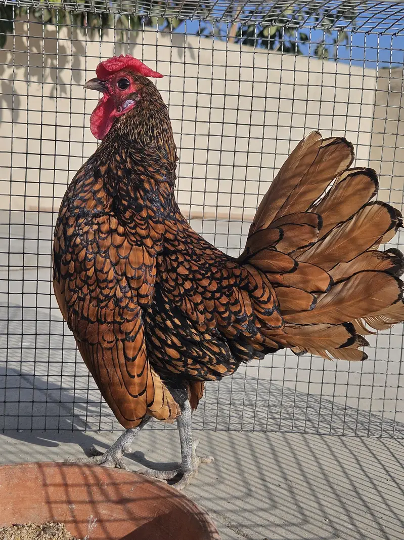 fancy hens chicks buff cochin black blue silkie Sebright — photo 10