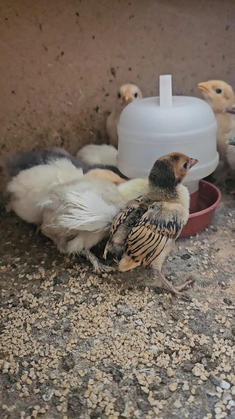 fancy hens chicks buff cochin black blue silkie Sebright — photo 11