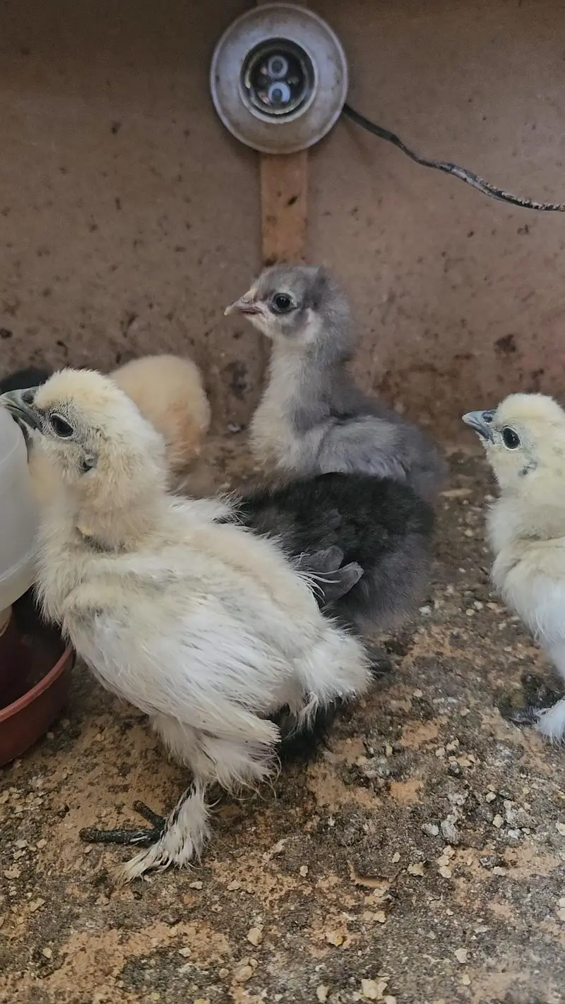 fancy hens chicks buff cochin black blue silkie Sebright — photo 12