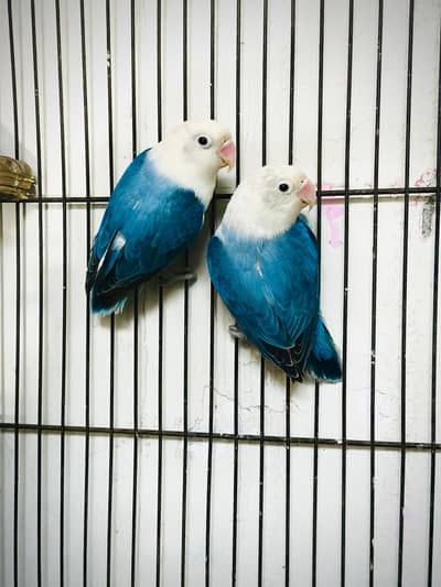 spillit blue opline breeder pair 5.6 aggs ki garentee cross kerha hai