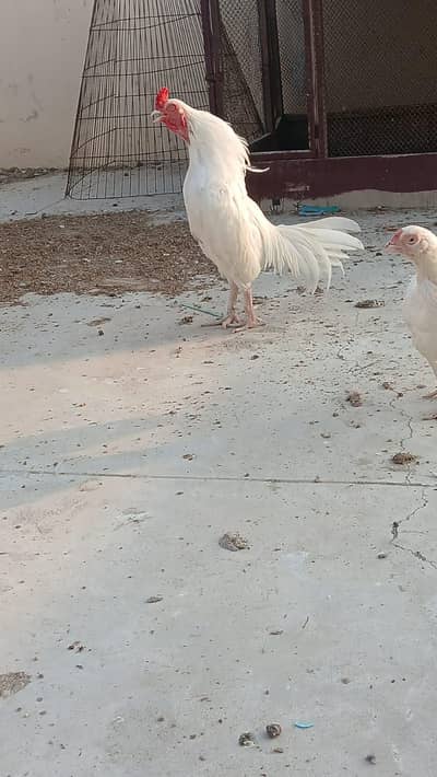 mianwali zero size Heera/lakha aseel whatsapp 03168035881