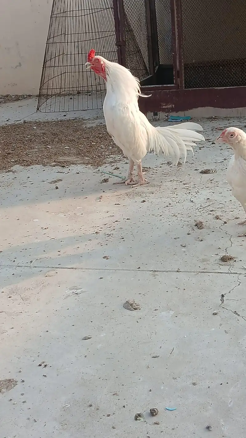 mianwali zero size Heera/lakha aseel whatsapp 03168035881 — photo 2