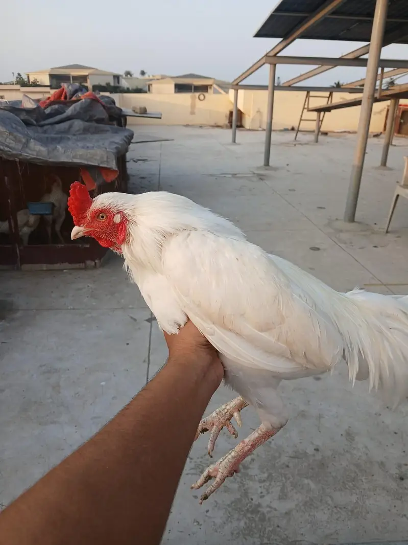 mianwali zero size Heera/lakha aseel whatsapp 03168035881 — photo 3