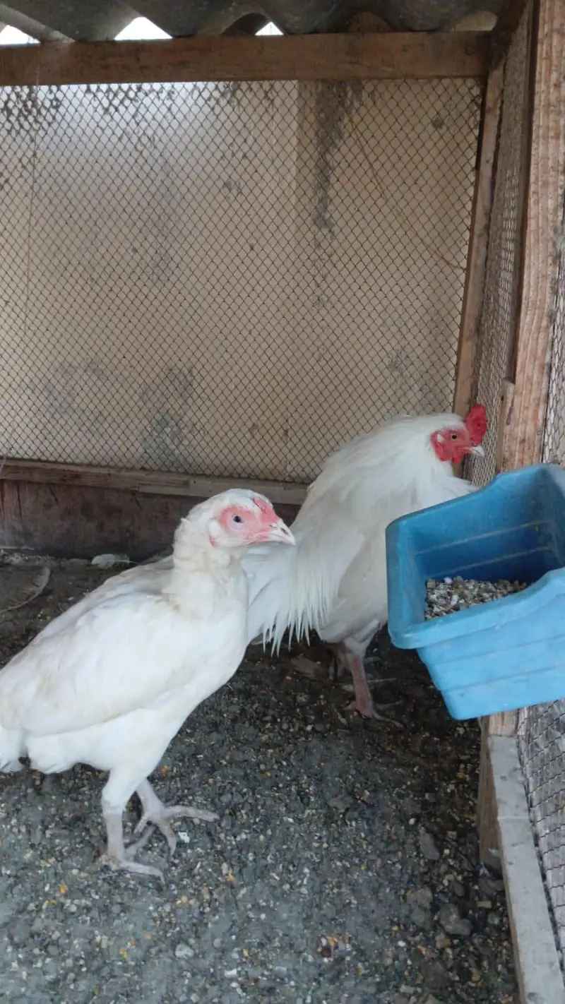 mianwali zero size Heera/lakha aseel whatsapp 03168035881 — photo 4