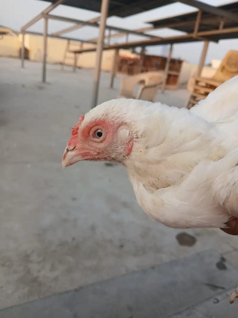 mianwali zero size Heera/lakha aseel whatsapp 03168035881 — photo 6