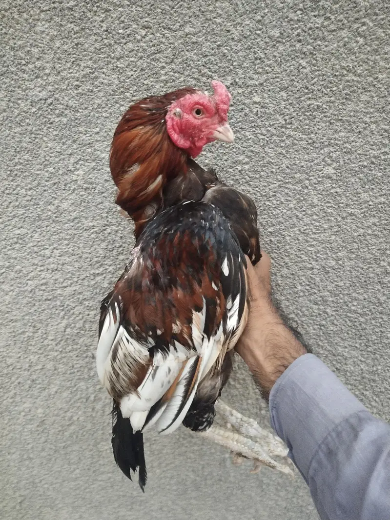 mianwali zero size Heera/lakha aseel whatsapp 03168035881 — photo 8