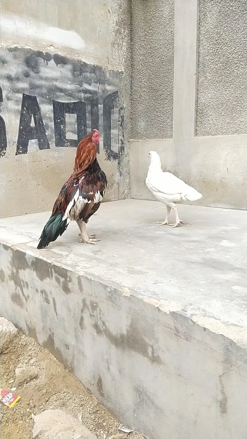 mianwali zero size Heera/lakha aseel whatsapp 03168035881 — photo 9