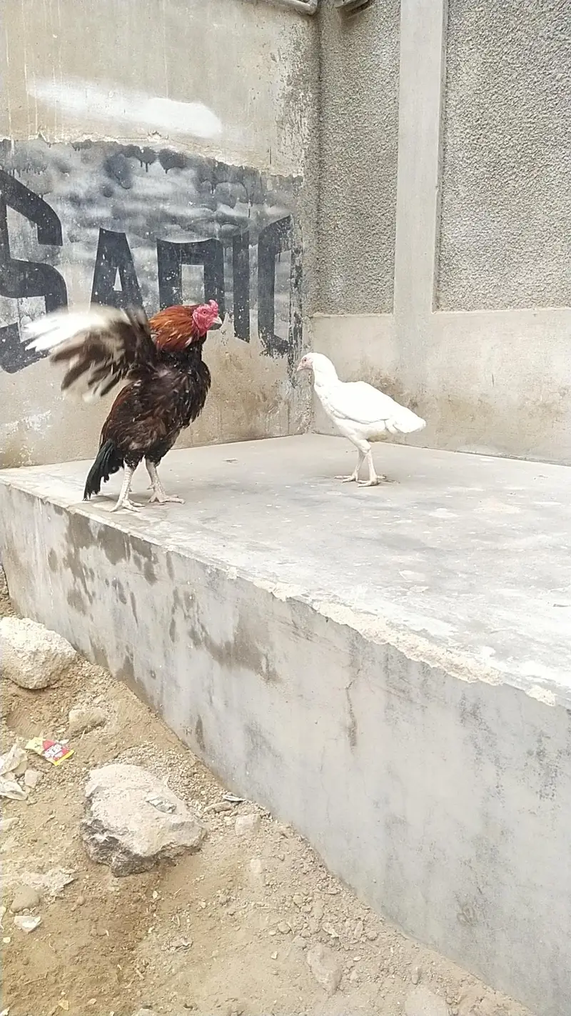 mianwali zero size Heera/lakha aseel whatsapp 03168035881 — photo 10