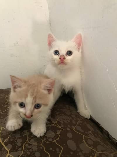Beautiful White Kitten Odd eyes triple coat.