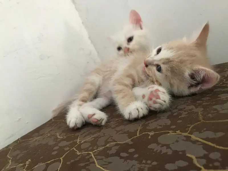 Beautiful White Kitten Odd eyes triple coat. — photo 2