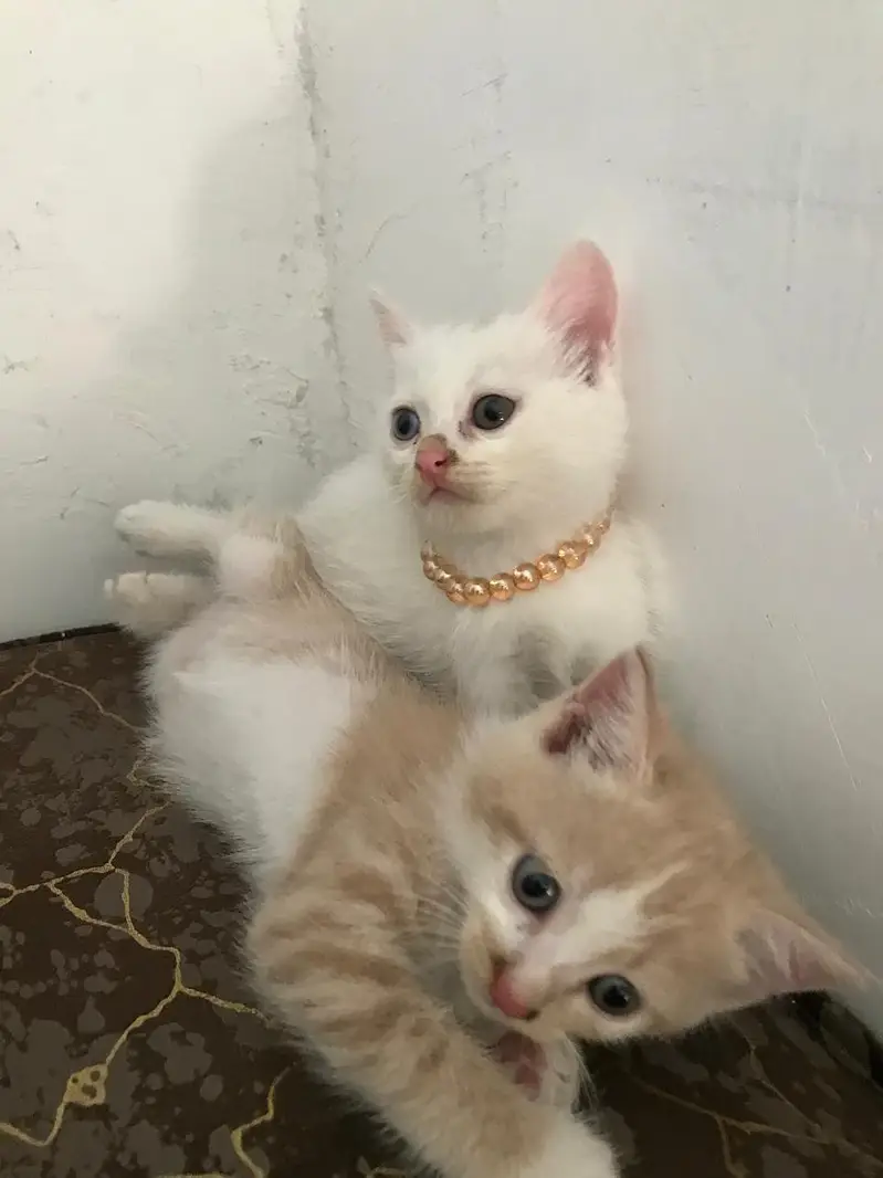 Beautiful White Kitten Odd eyes triple coat. — photo 3