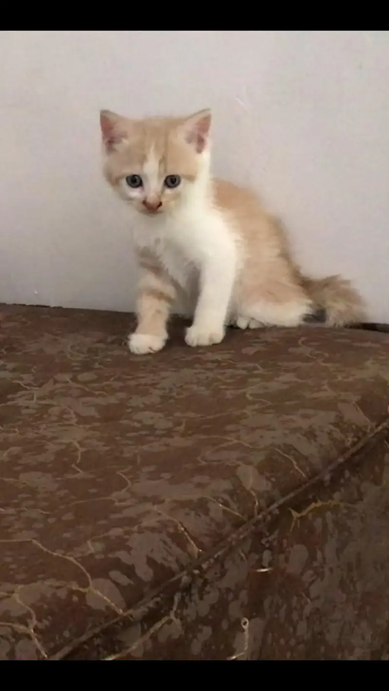 Beautiful White Kitten Odd eyes triple coat. — photo 4