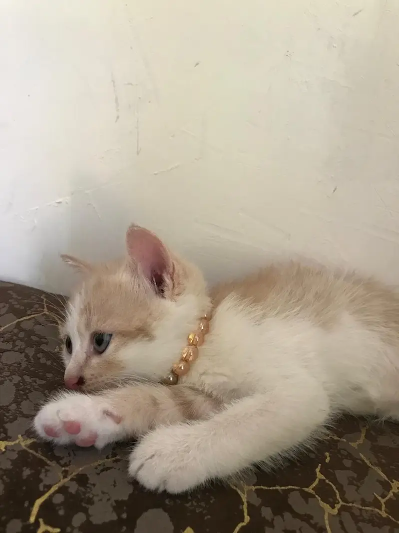 Beautiful White Kitten Odd eyes triple coat. — photo 6