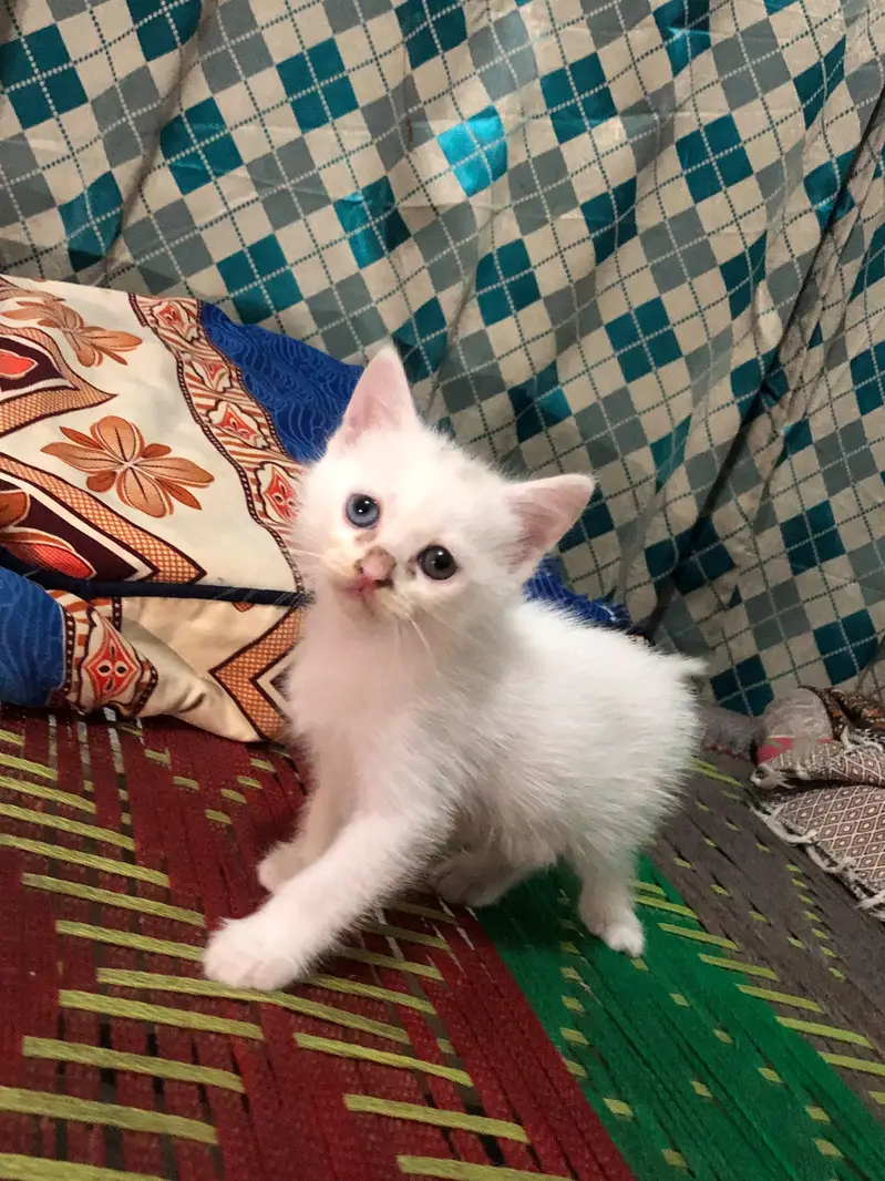 Beautiful White Kitten Odd eyes triple coat. — photo 7