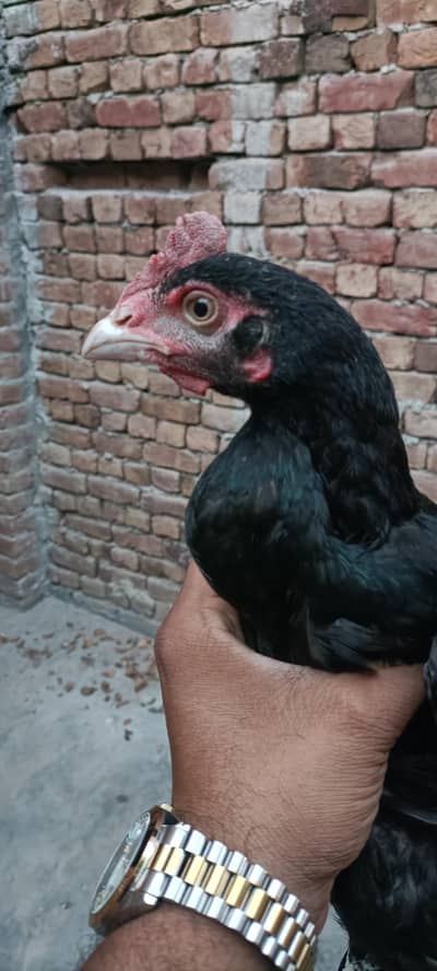 bengum patha for sale