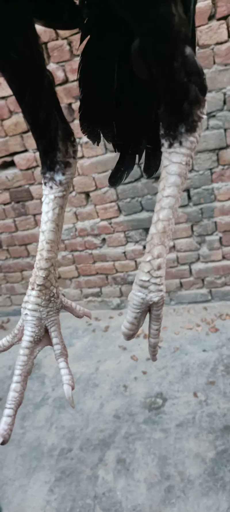 bengum patha for sale — photo 3