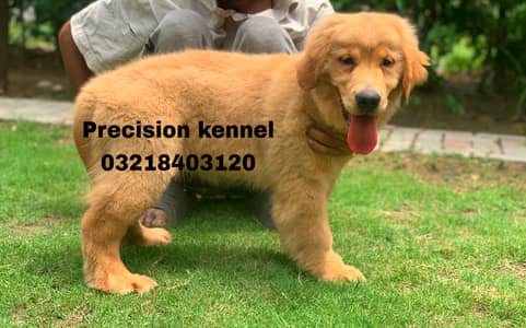 Golden retriever pedigreed puppies available for sale