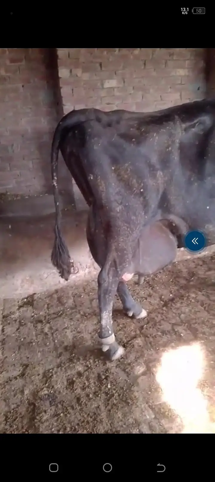 full heavy jersey Friesian cow for sale — photo 2