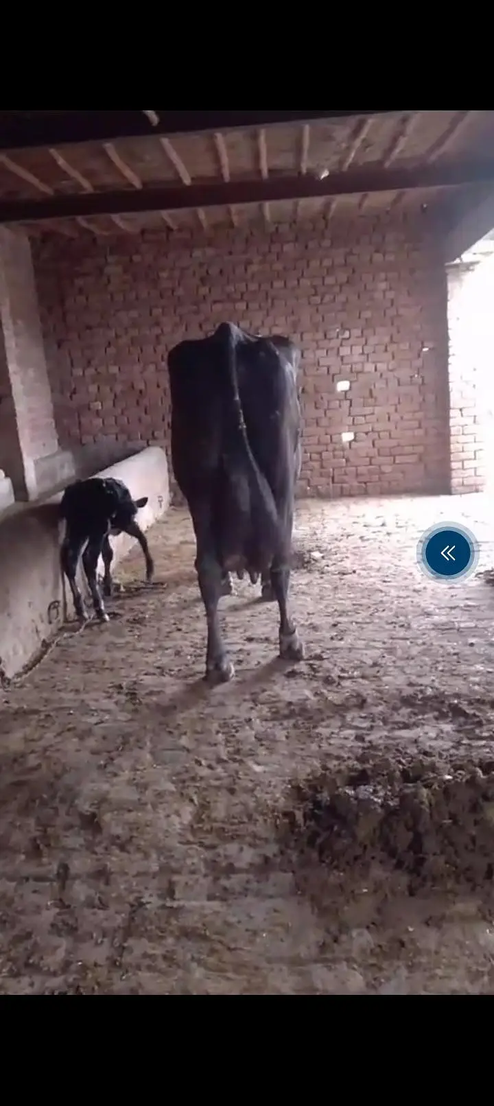 full heavy jersey Friesian cow for sale — photo 3