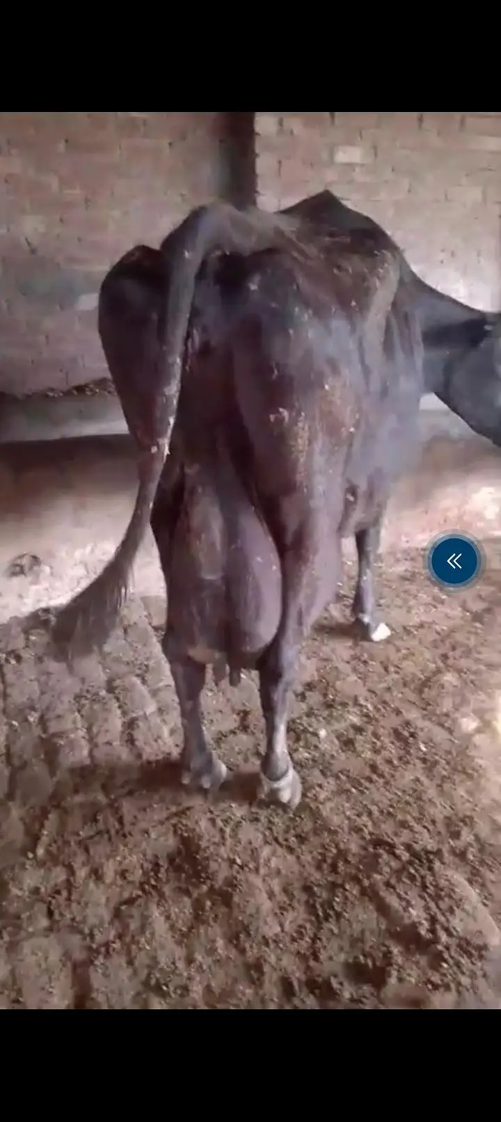 full heavy jersey Friesian cow for sale — photo 4