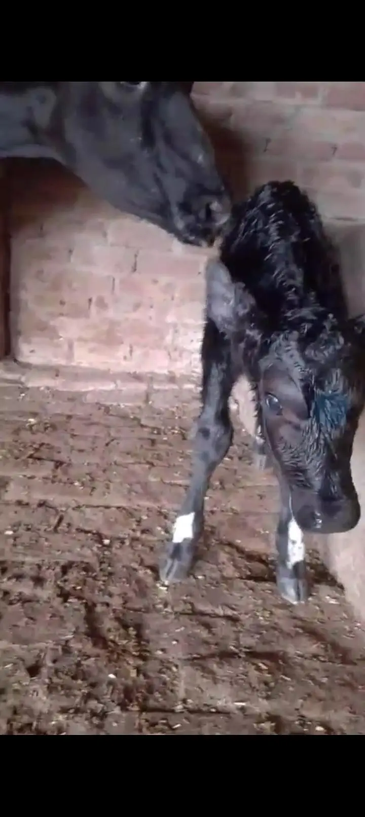 full heavy jersey Friesian cow for sale — photo 5