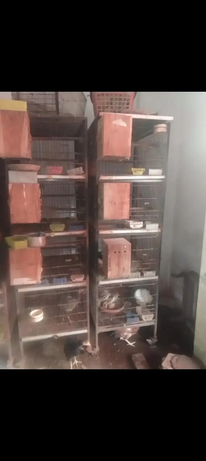 full angle iron cage