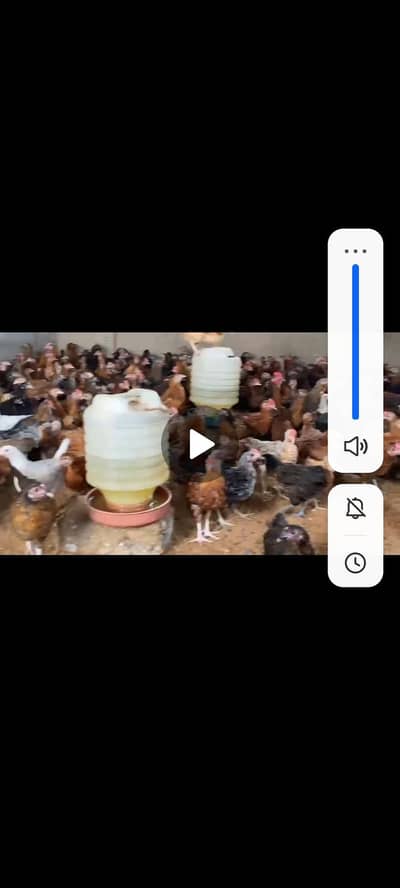 Healthy & Active Farm Chickens – Rs. 700 Per Piece 03143225468