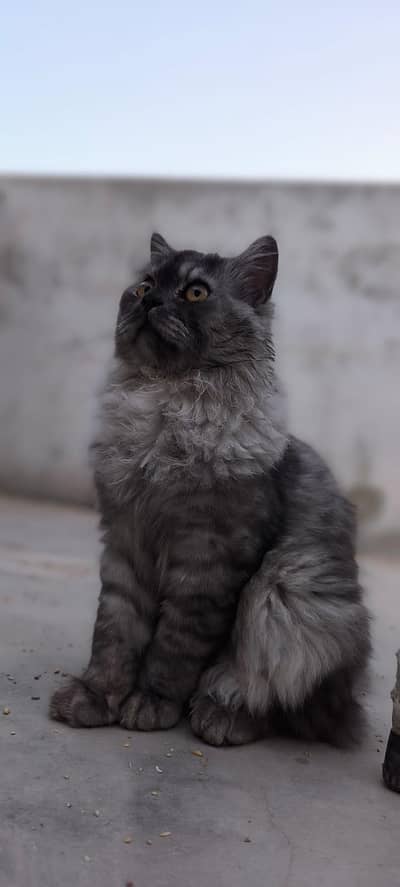 Simba male cat